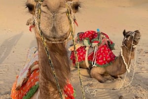 Giro in cammello e in jeep, serata musicale nel campo di lusso del deserto