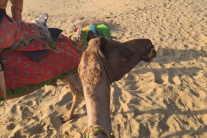 Giro in cammello e in jeep, serata musicale nel campo di lusso del deserto