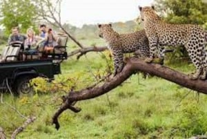 Jhalana Leopard Jeep Safari Bokning