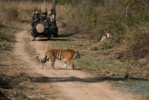 Jhalana Leopard Safari & Jaipur City Tour Explore Rajasthan