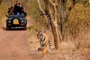 Jhalana Leopard Safari & Jaipur City Tour Explore Rajasthan