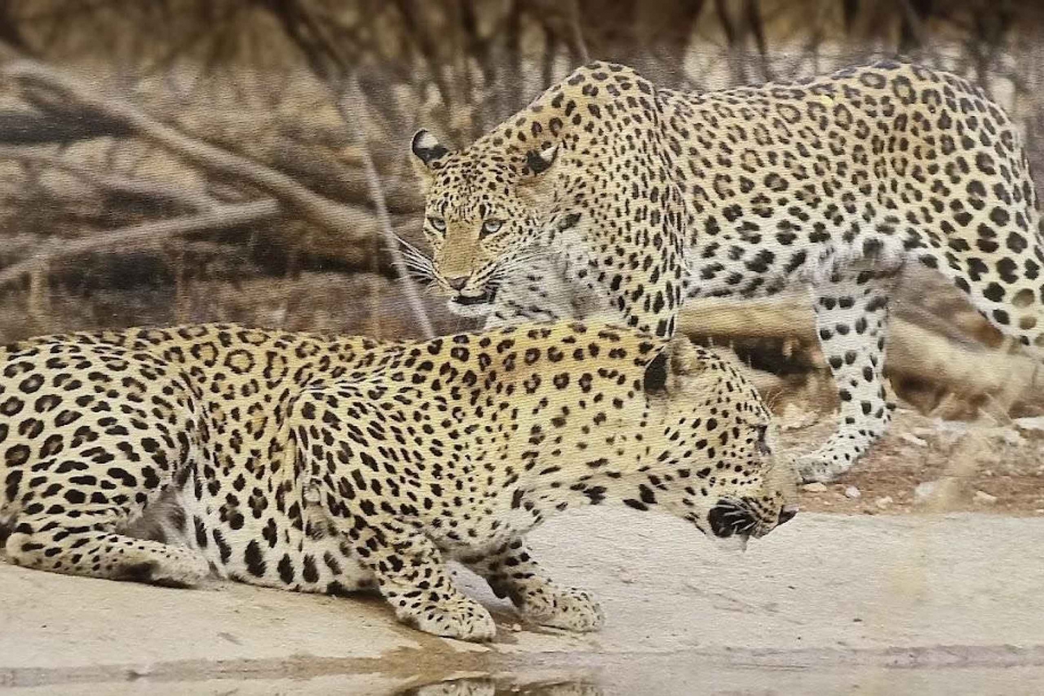 Jhalana Leopard Safari buchen