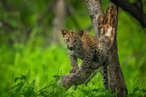 Bestilling av leopardsafari i Jhalana