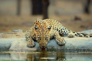 Reserva del safari en leopardo por Jhalana