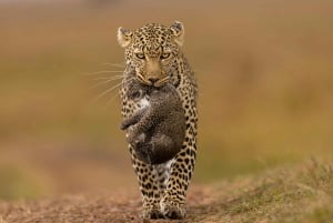 Jhalana Leopard Safari Jaipur – Sunrise & Sunset Jeep Safari