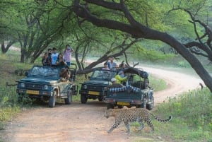 Jhalana Leopard Safari Jaipur – Sunrise & Sunset Jeep Safari