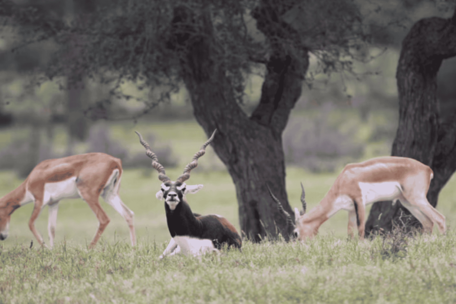 Jodhpur Bishnoi Village Safari Half Day Tour