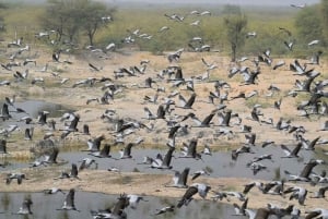 Jodhpur Bishnoi Village Safari Con Comida - Excursión de un Día