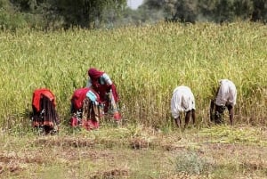 Safari al villaggio Bishnoi di Jodhpur con pasto - Tour di un giorno