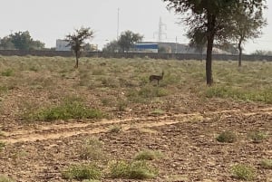 Safari al villaggio Bishnoi di Jodhpur con pasto - Tour di un giorno