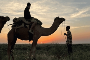 Jodhpur Camel & Jeep Safari with Sunset, Folk Dance, Dinner