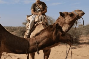 Jodhpur Camel & Jeep Safari with Sunset, Folk Dance, Dinner