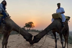 Jodhpur kamelsafari og overnatning i ørkenen med Sumer