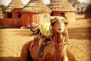 Kamelsafari i Jodhpur og overnatting i ørkenen med Sumer