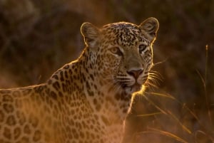 Jodhpur: Viagem de 1 dia a Jawai Leopard Safari e Ranakpur