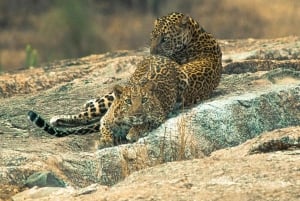 Jodhpur: Viagem de 1 dia a Jawai Leopard Safari e Ranakpur