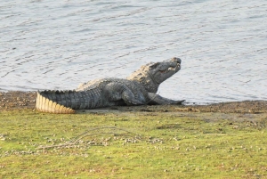 Jodhpur: Viagem de 1 dia a Jawai Leopard Safari e Ranakpur