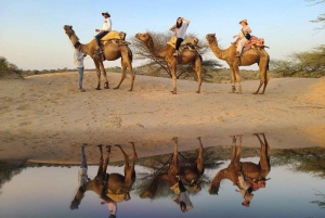 Jodhpur: jeepsafari, kamelenrit, buffetdiner en volksdans