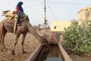 Jodhpur ökensafari med övernattning Kameltur i Jodhpur