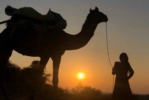 Jodhpur ökensafari med övernattning Kameltur i Jodhpur