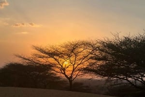 Jodhpur ökensafari med övernattning Kameltur i Jodhpur