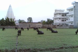Jodhpur, Udaipur & Mount Abu City Tour – 6 Days