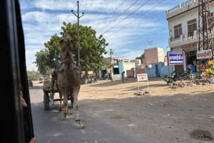 Jodhpur Walking Street Food Tour With Local Guide