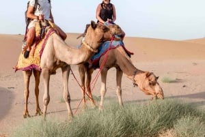 Safari nocturno por el desierto - Aventura en el desierto de Thar -