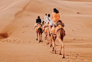 Safari nocturno por el desierto - Aventura en el desierto de Thar -