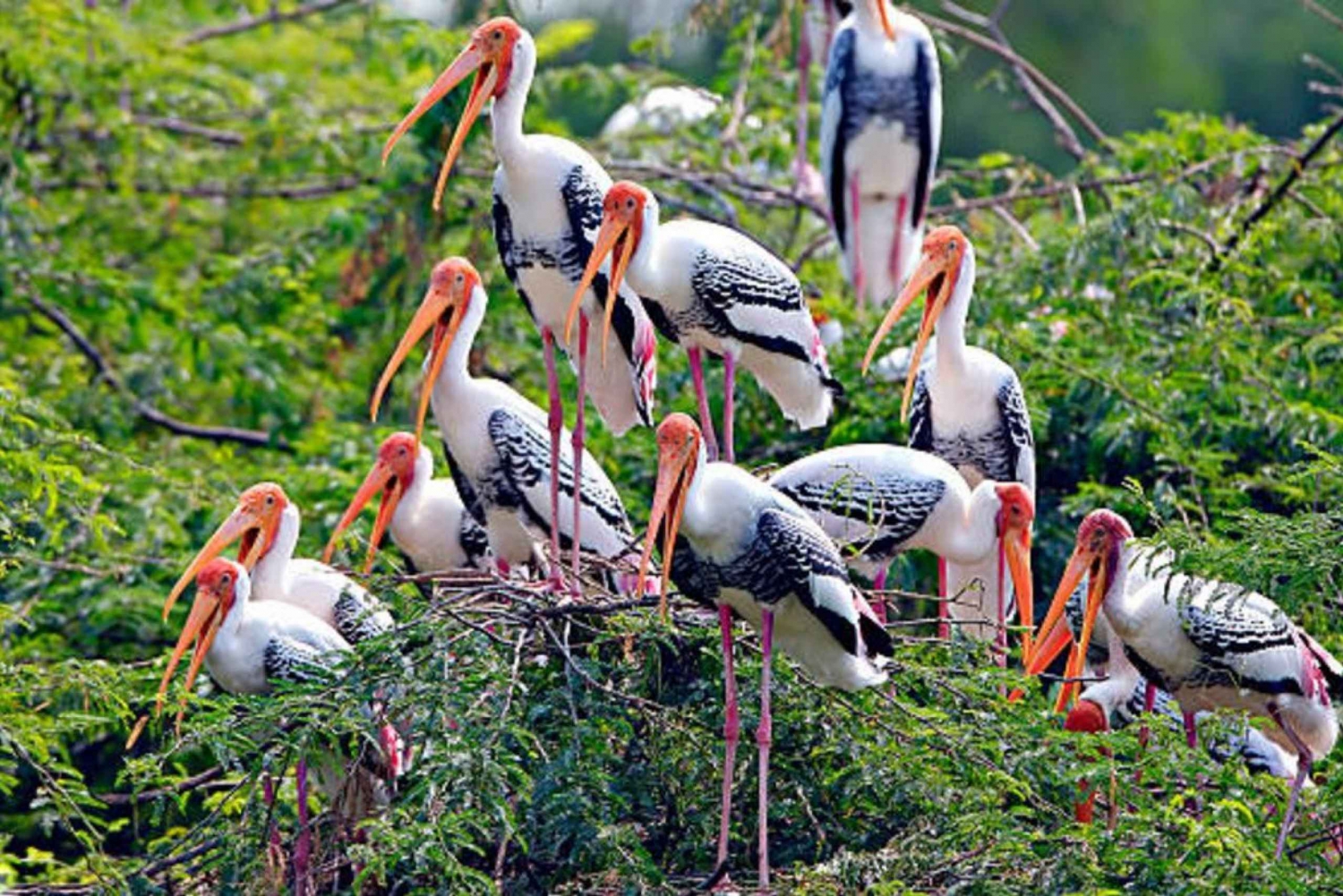 Excursión de un día al Santuario de Aves de Keoladeo desde Jaipur vía Chand Baori
