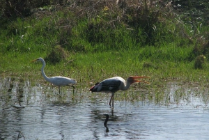 Park Narodowy Keoladeo - bilety i wycieczka z przewodnikiem