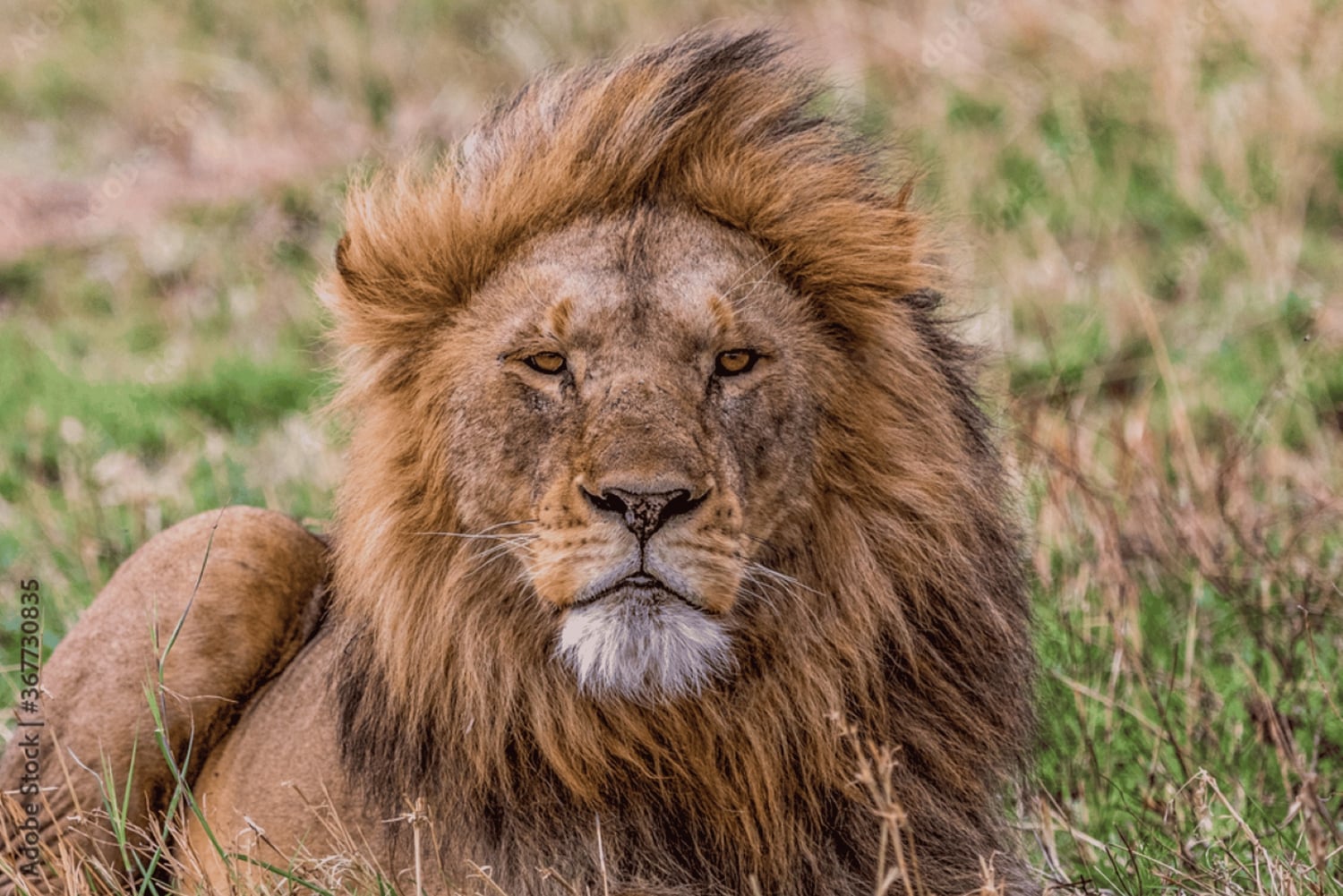 Mumbai till Gyllene triangeln och tigersafari – 7-dagars Indienresa