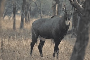 Mumbai till Gyllene triangeln och tigersafari – 7-dagars Indienresa