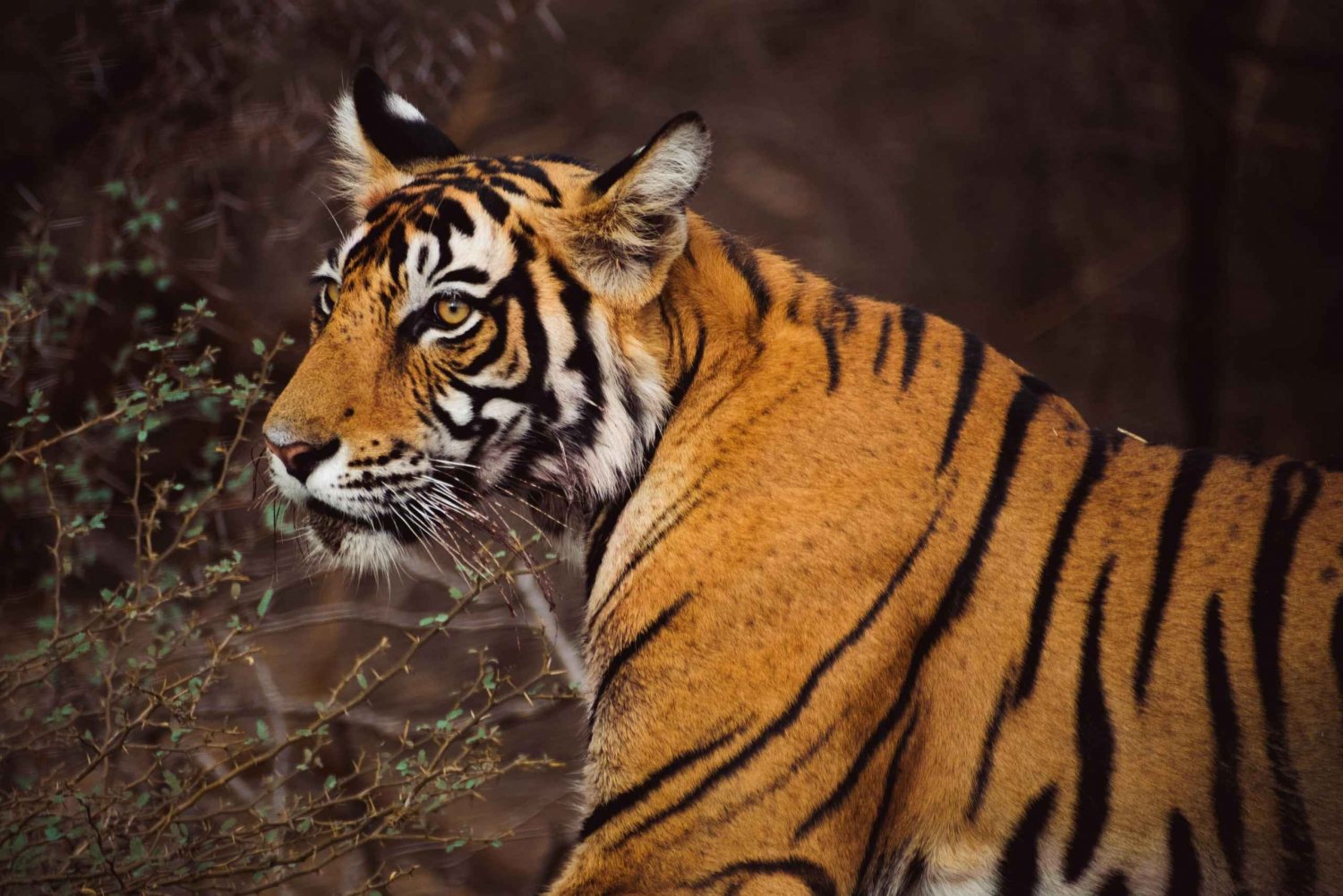6-dagers Golden Triangle privat tur med Ranthambore