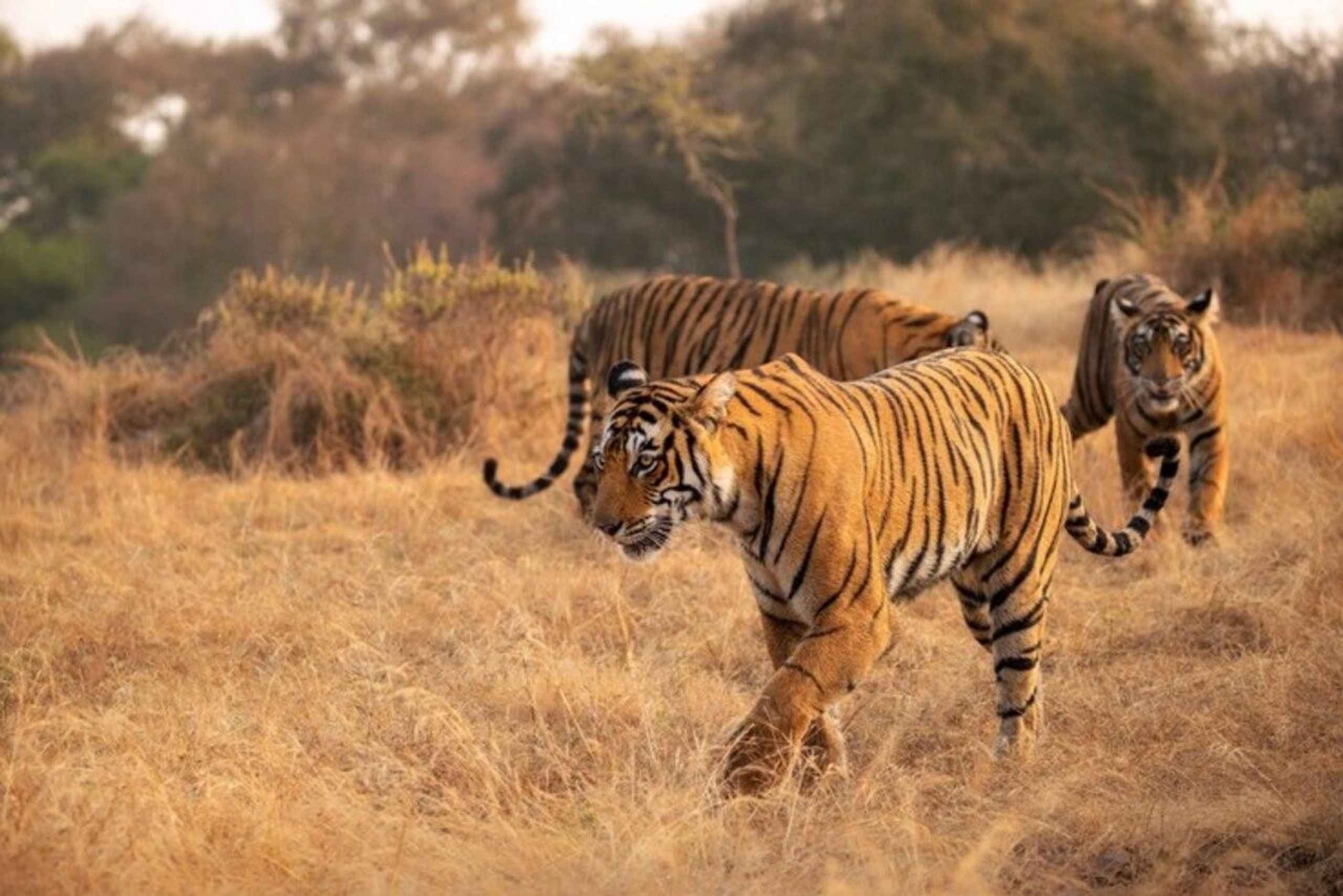 Z Delhi: Wycieczka po Złotym Trójkącie z tygrysim safari