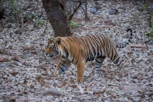 Bestilling av safari i Ranthambore nasjonalpark
