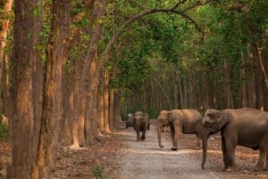 Z Delhi: Wycieczka po Złotym Trójkącie z tygrysim safari