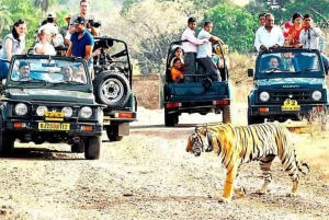 Från Jaipur: Guidad Ranthambore-tur med taxi