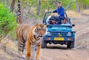 Da Jaipur: Tour guidato di Ranthambore in taxi
