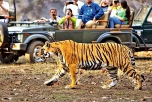 De Jaipur: Excursão guiada a Ranthambore com táxi