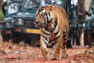 Fra Jaipur: Guidet Ranthambore-tur med taxa