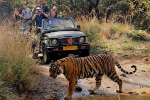 New Delhi: Jim Corbett nasjonalpark Safari (Tiger) Spotting