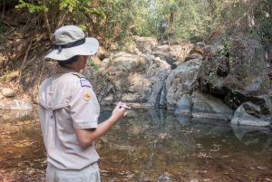 New Delhi: Jim Corbett nasjonalpark Safari (Tiger) Spotting