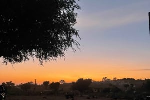 Osian Camel Safari vanuit Jodhpur Sunset Ride DesertExperience