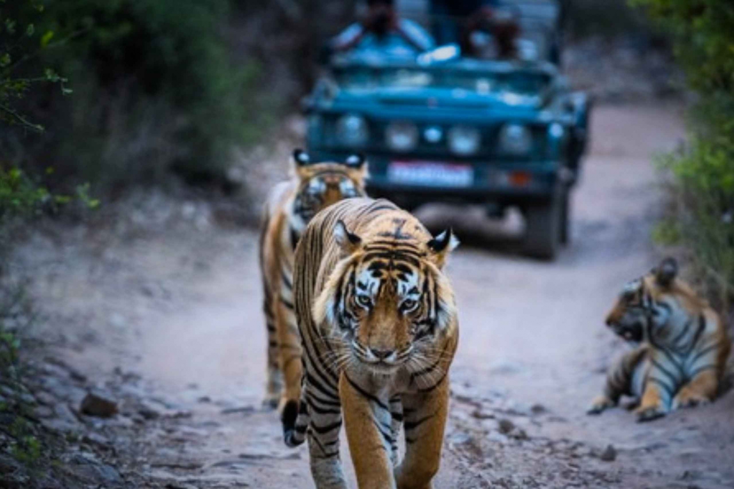 Excursão privada noturna: Jaipur - Ranthambore Tiger Safari