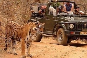 Overnight Private Tour: Jaipur - Ranthambore Tiger Safari