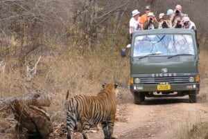 Overnight Private Tour: Jaipur - Ranthambore Tiger Safari