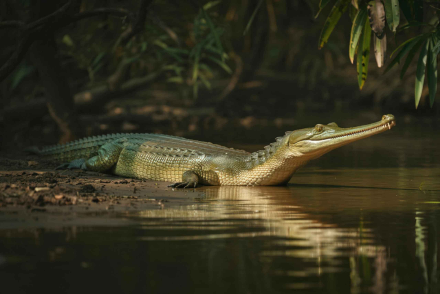 パリゴット・チャンバル・クロコダイル・ボート・サファリをお楽しみください