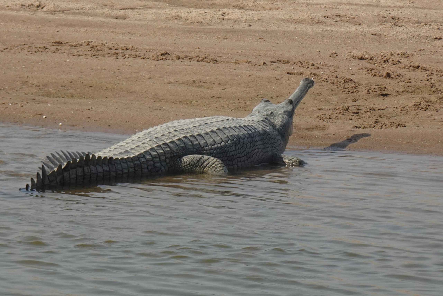 パリゴット・チャンバル・クロコダイル・ボート・サファリをお楽しみください