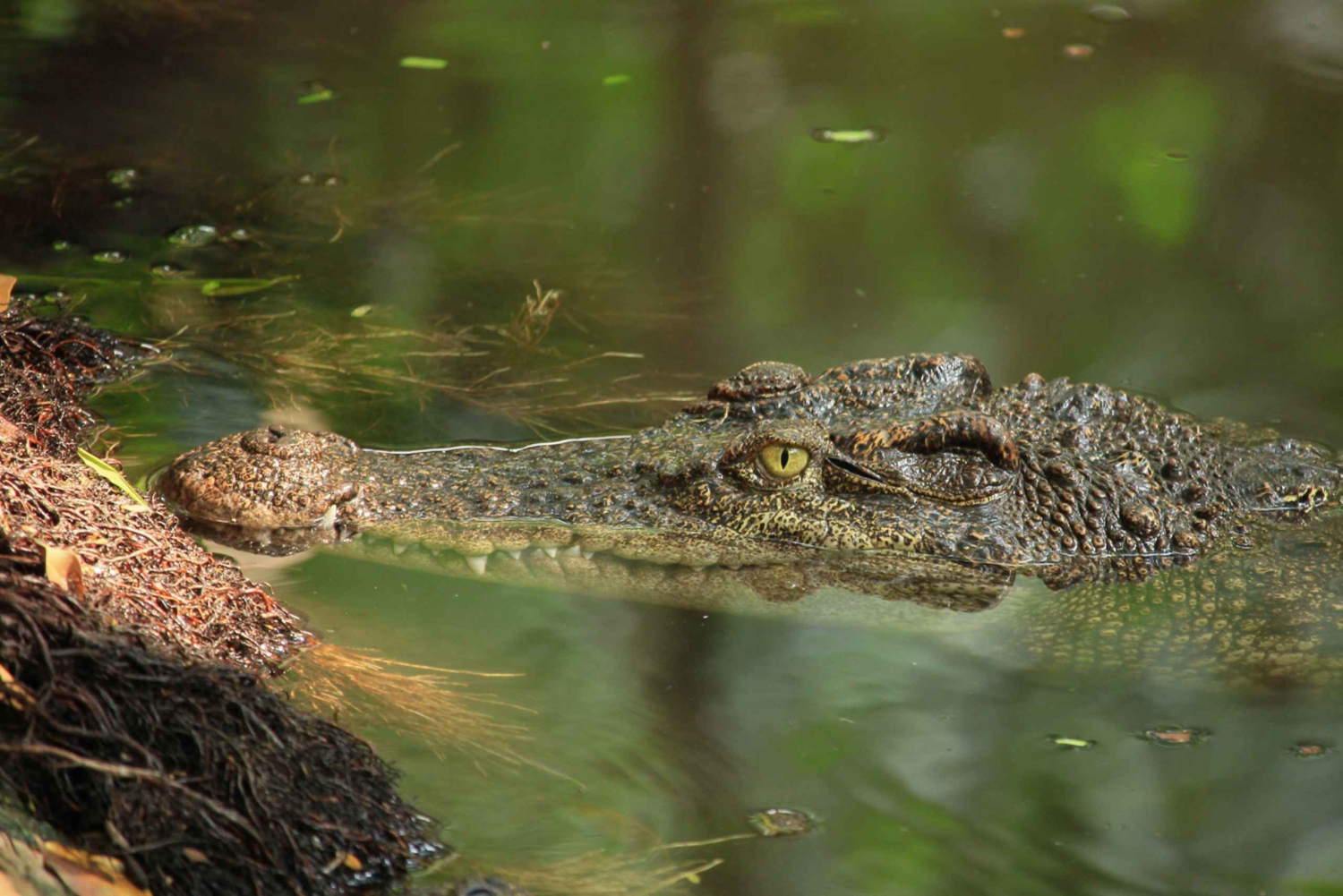 パリゴット・チャンバル・クロコダイル・ボート・サファリをお楽しみください
